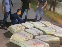 Poldasu Gagalkan 272 Kg Ganja asal Aceh
