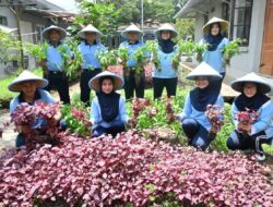 Lanud Husein Sastranegara Panen Sayuran dari Pemanfaatan Lahan Kosong Untuk Ketahanan Pangan