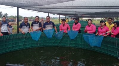 Poldasu Panen Perdana Ikan Lele 50.000 Ekor