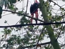 Penebang Kayu Tewas Terkena Sinso