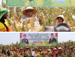 Polrestabes Medan Panen Raya Jagung Tahap I