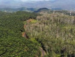 Lahan Rakyat Diberi ke PT Agrinas Palma, Lian Guntur Siap Gugat Satgas PKH