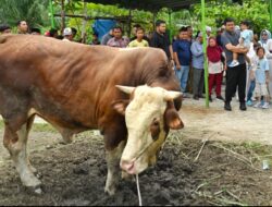 Gubsu Saksikan Penyembelihan Hewan Kurban di Kampung Nelayan