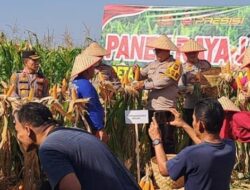 Kapolrestabes Medan dan Kapolsek Medan Area Panen Raya Jagung