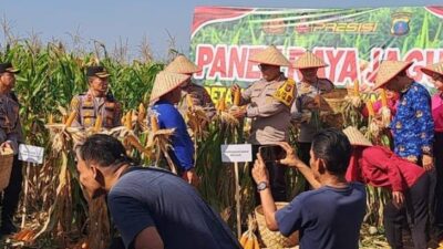 Kapolrestabes Medan dan Kapolsek Medan Area Panen Raya Jagung