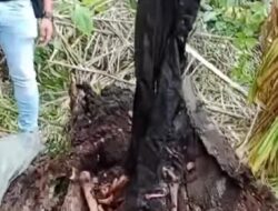 Kerangka Manusia Ditemukan Dalam Pohon Aren di Sergai
