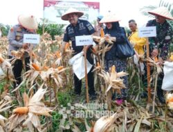 Dukung Swasembada Pangan 2026, Bupati Batu Bara Hadiri Panen Raya Jagung Serentak Kuartal III