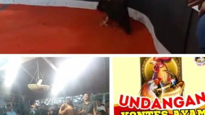 Heboh..! Undangan Kontes Ayam “One King” di Kecamatan Meranti, Asahan