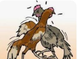 Judi Sabung Ayam di Pasar 2 Sei Mencirim Resahkan Warga