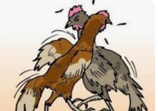 Judi Sabung Ayam di Pasar 2 Sei Mencirim Resahkan Warga