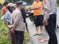 Ternyata yang Tertabrak Kendaraan di Jalinsum Parapat Macan Akar