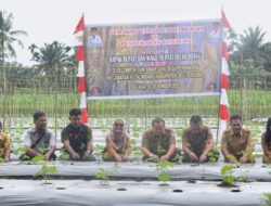 Gerakan Tanam Cabai Merah Langkah Konkret Tingkatkan Ketahanan Pangan