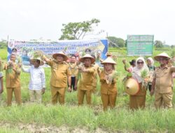 Lebih Menguntungkan, Petani Desa Sidodadi Ramunia Pilih Tanam Bawang Merah