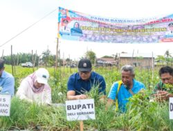 Peminjaman Alsintan Gratis, Bawang Petani Beringin Diserap BUMD