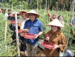 Berjemur di Kutalimbaru, Bupati Deli Serdang Borong Cabai Petani