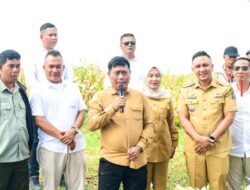 Produksi Jagung Saentis Meningkat, Wabup Tekankan Pentingnya Pendataan untuk Hilirisasi
