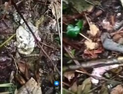 Teror Harimau di Taput dan Humbahas, Ternak Kerbau Dimangsa