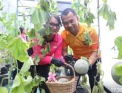 Kapolrestabes Medan Panen Melon di Pekarangan Pangan