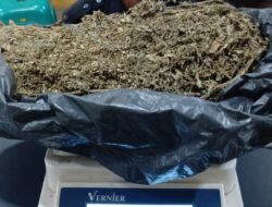 Edarkan Ganja, Oknum Security Ditangkap Polisi