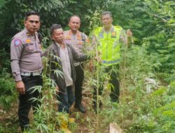 Berawal dari Kecelakaan, Personil Satlantas Polres Karo Amankan Pemilik Ganja